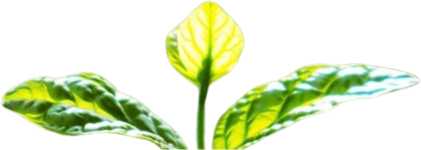 OTASA Plant Hero